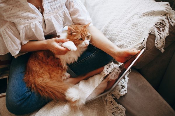 A ginger cat stretched out on its owner's lap on the couch